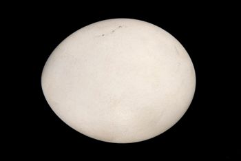 Media type: image;   Ornithology 363126 Description: Image taken for Time and Time Again exhibit at Collection of Historical Scientific Instruments.;